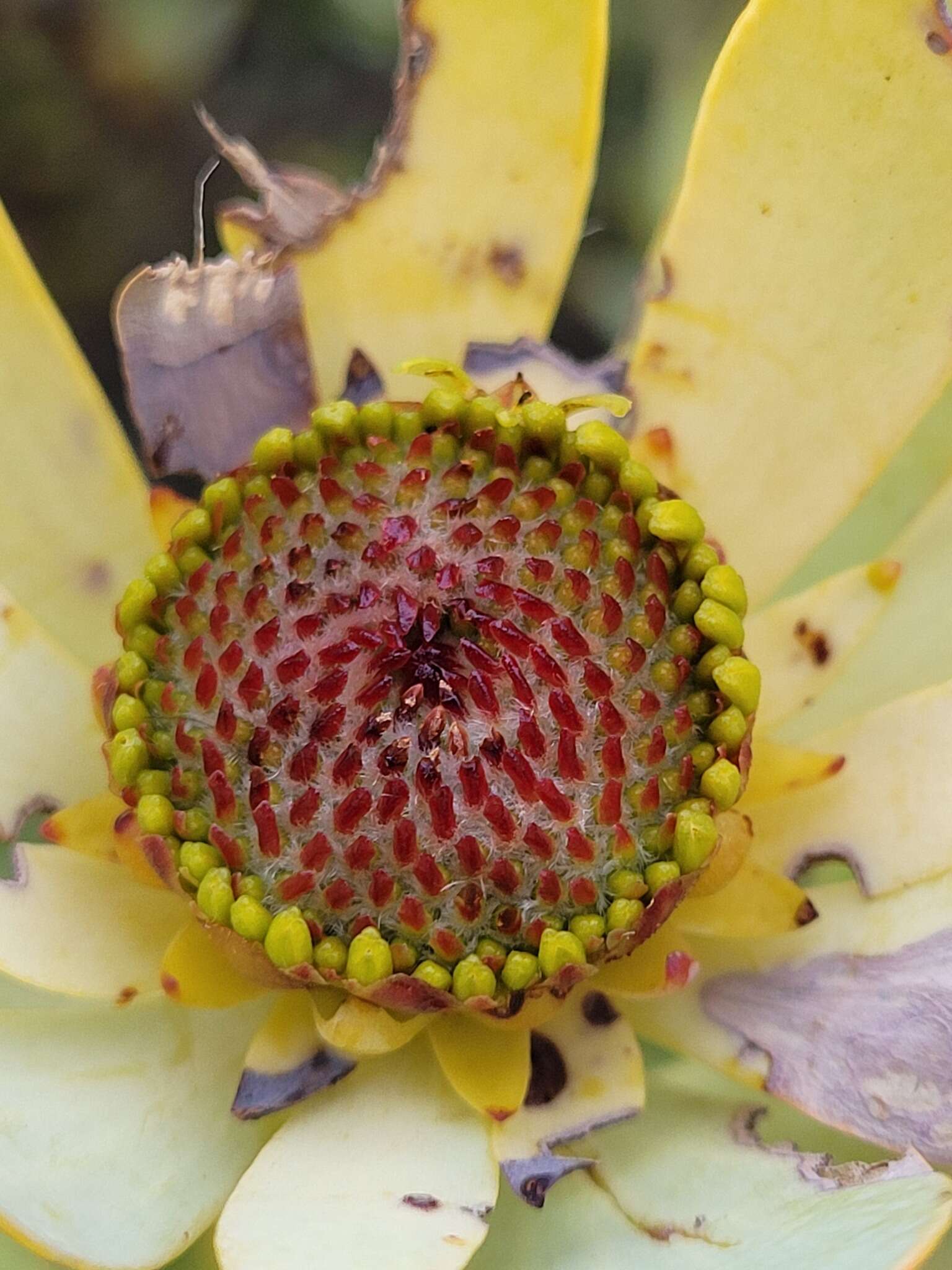 Image de Leucadendron roodii Bolus