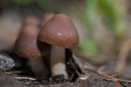 Image of Psathyrella spadiceogrisea (Schaeff.) Maire 1937