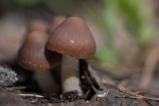 Imagem de Psathyrella spadiceogrisea (Schaeff.) Maire 1937