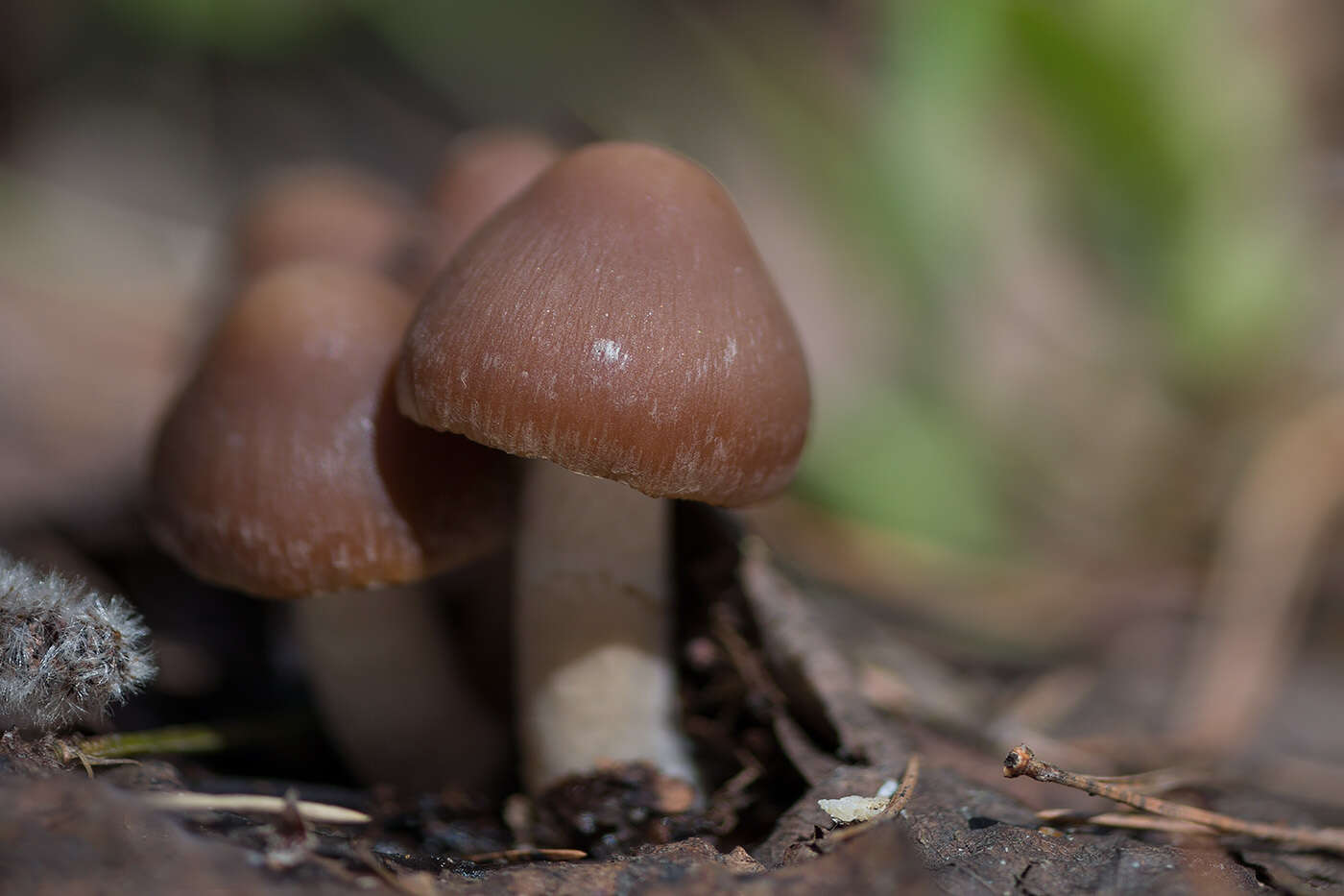 Image of Psathyrella spadiceogrisea (Schaeff.) Maire 1937