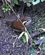 Image of Mountain Wren