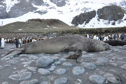 Image of South Atlantic Elephant-seal