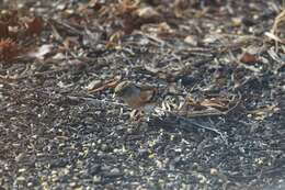 Image of Brambling