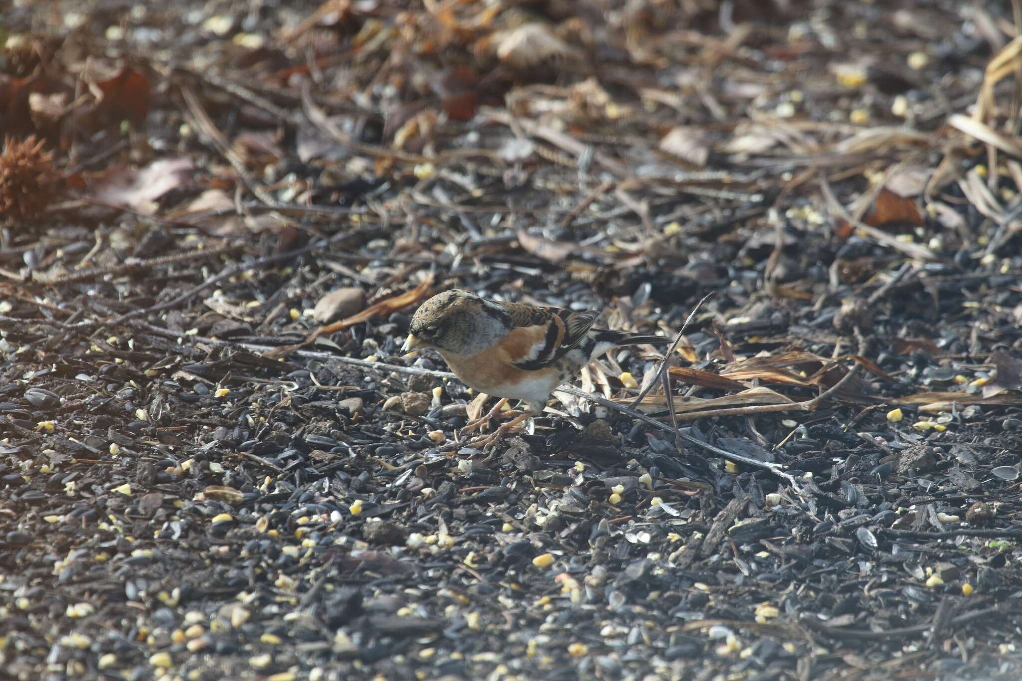 Image of Brambling