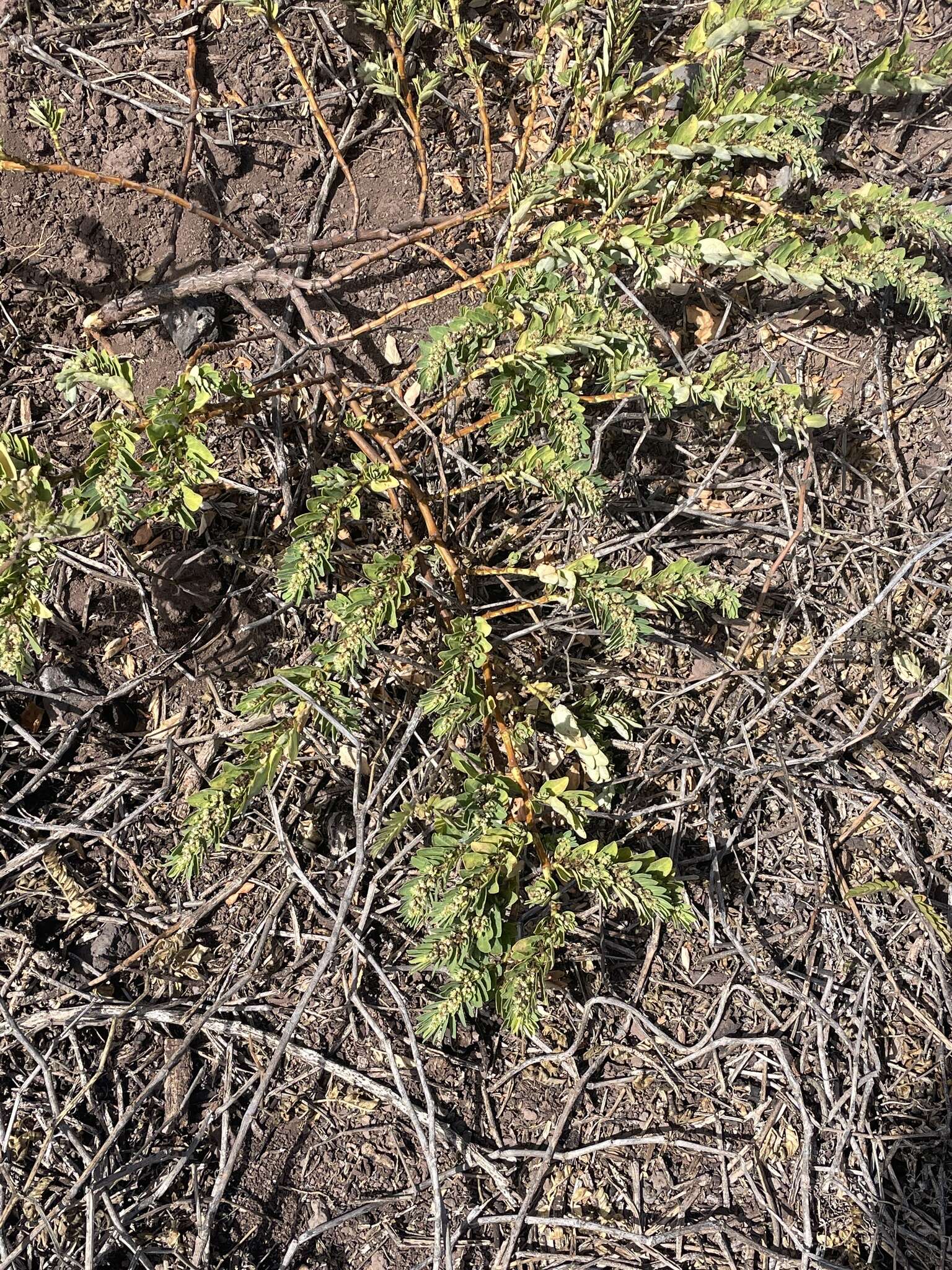 Слика од Euphorbia anthonyi Brandegee