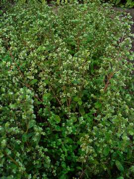 Imagem de Origanum majorana L.