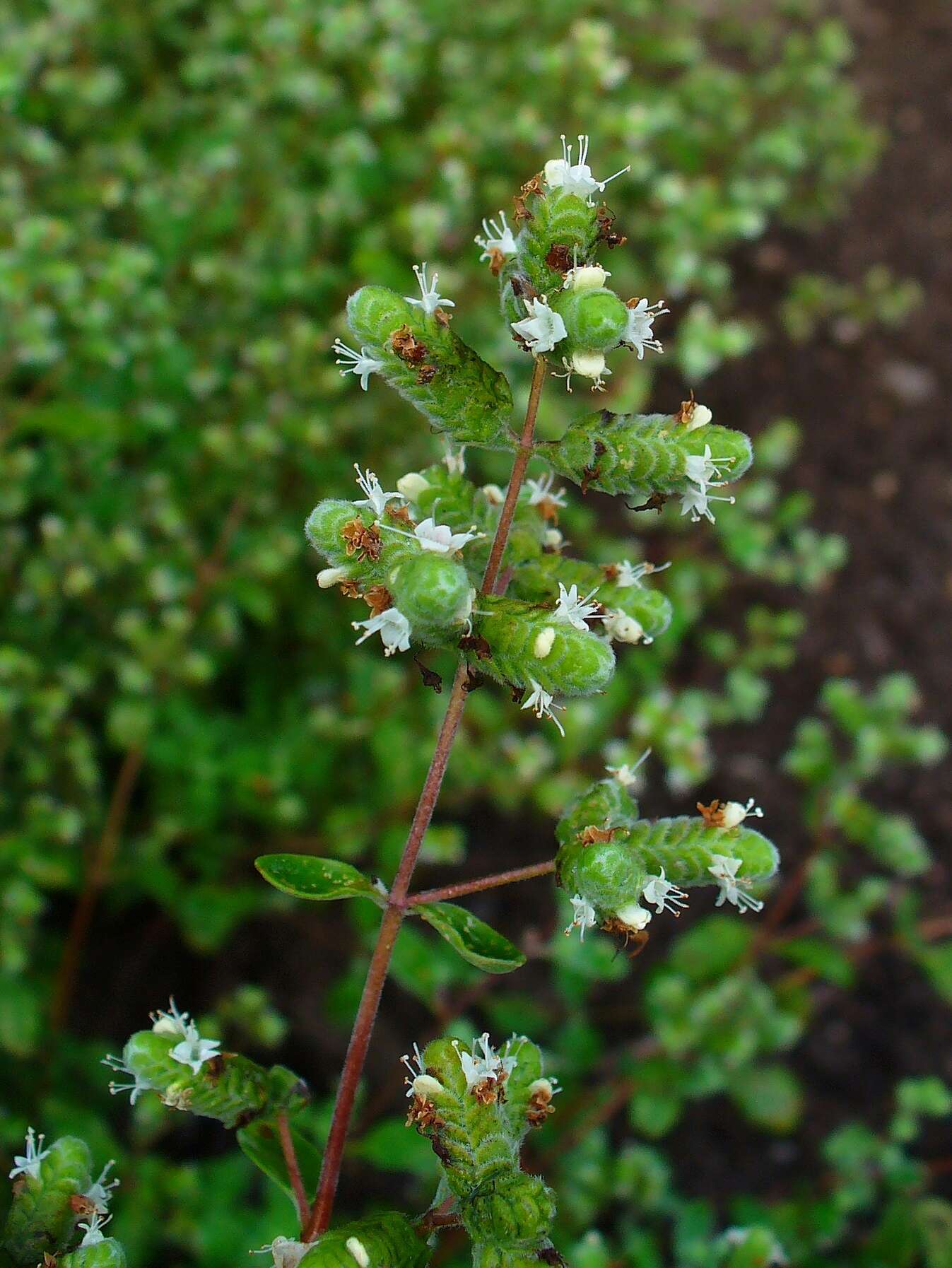 Imagem de Origanum majorana L.