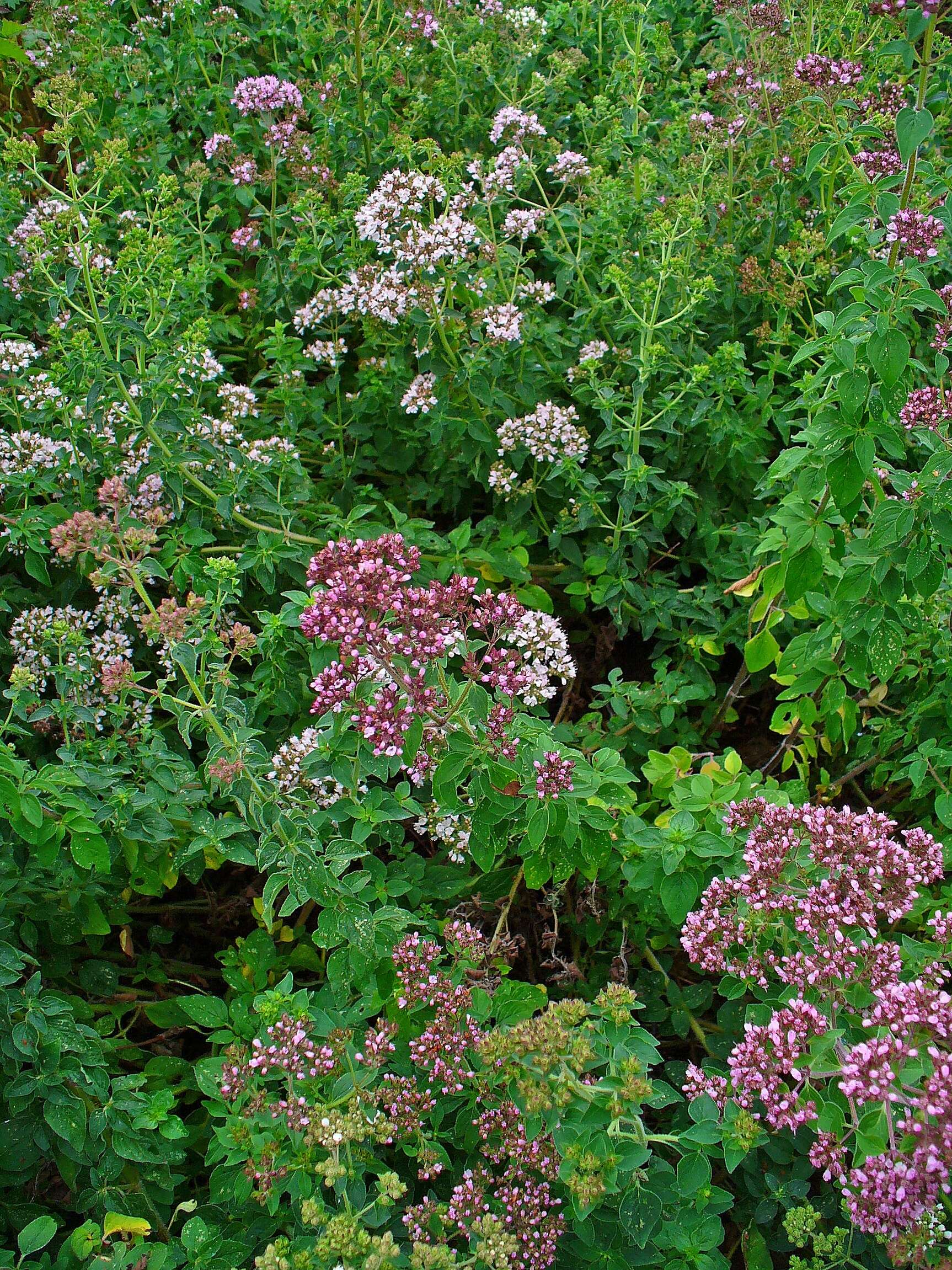 Image of oregano