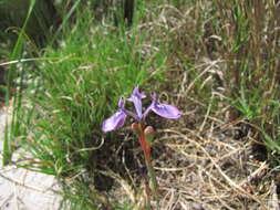 Image of Moraea tripetala subsp. jacquiniana (Schltr. ex G. J. Lewis) Goldblatt & J. C. Manning