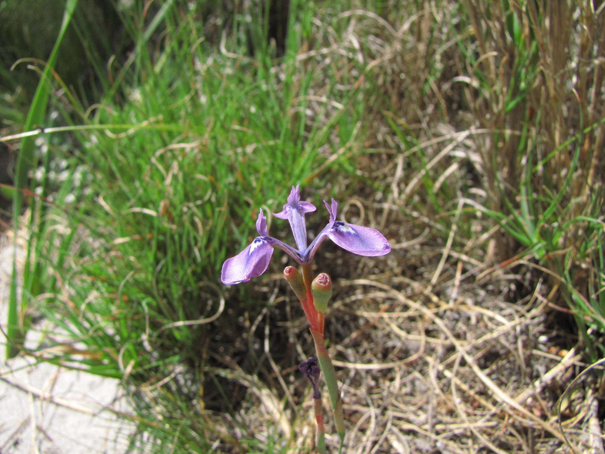 Image of Moraea tripetala subsp. jacquiniana (Schltr. ex G. J. Lewis) Goldblatt & J. C. Manning