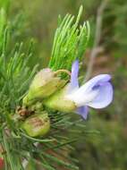 Image of Psoralea speciosa Eckl. & Zeyh.