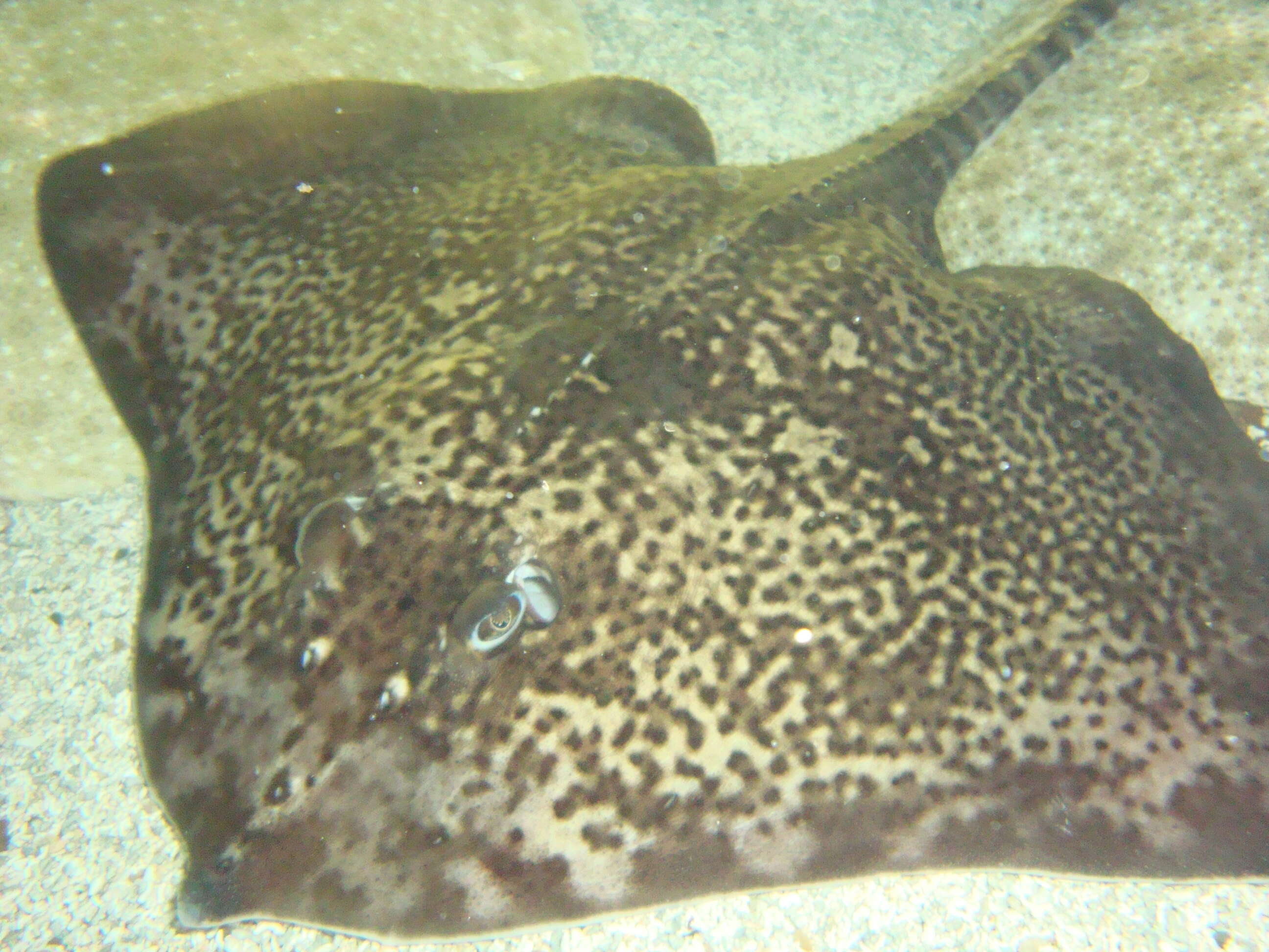 Image of Thornback skate