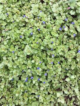 Image of Grey Field-speedwell