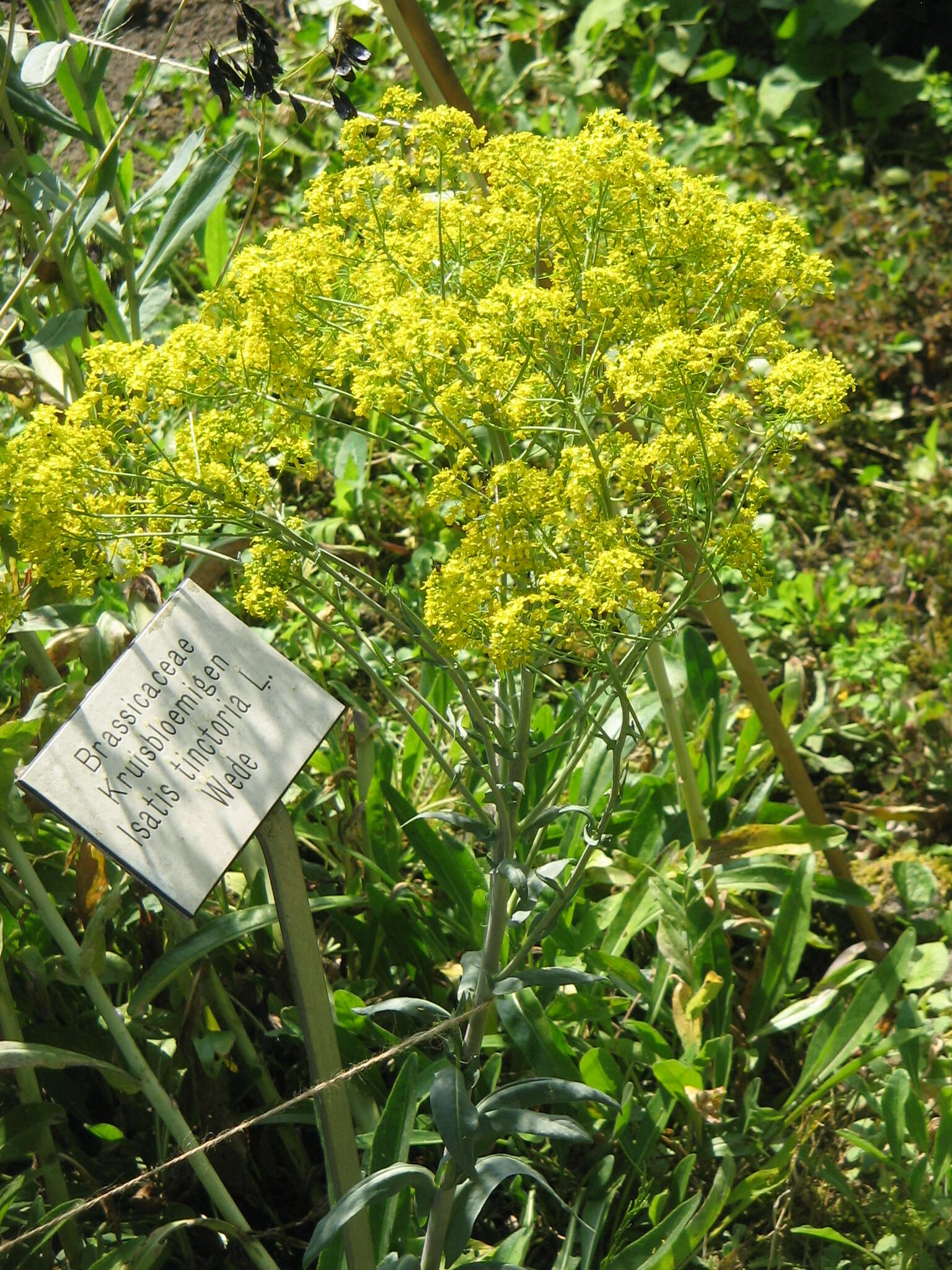 Image of woad