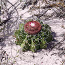 صورة Melocactus paucispinus G. Heimen & R. J. Paul