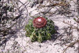 Image of Few-spined Turk's-cap Cactus