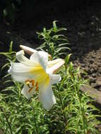 Imagem de Lilium regale E. H. Wilson