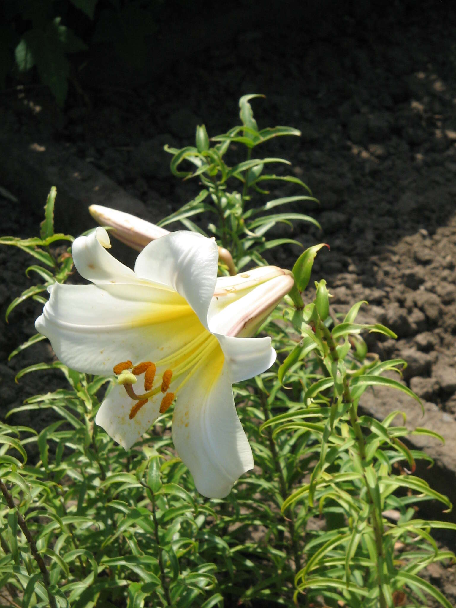 Imagem de Lilium regale E. H. Wilson