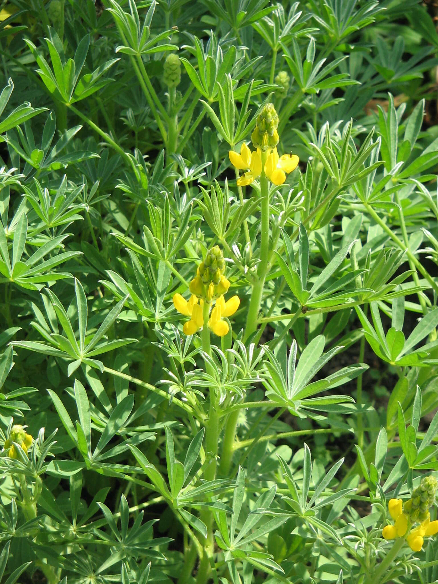 Image of European yellow lupine