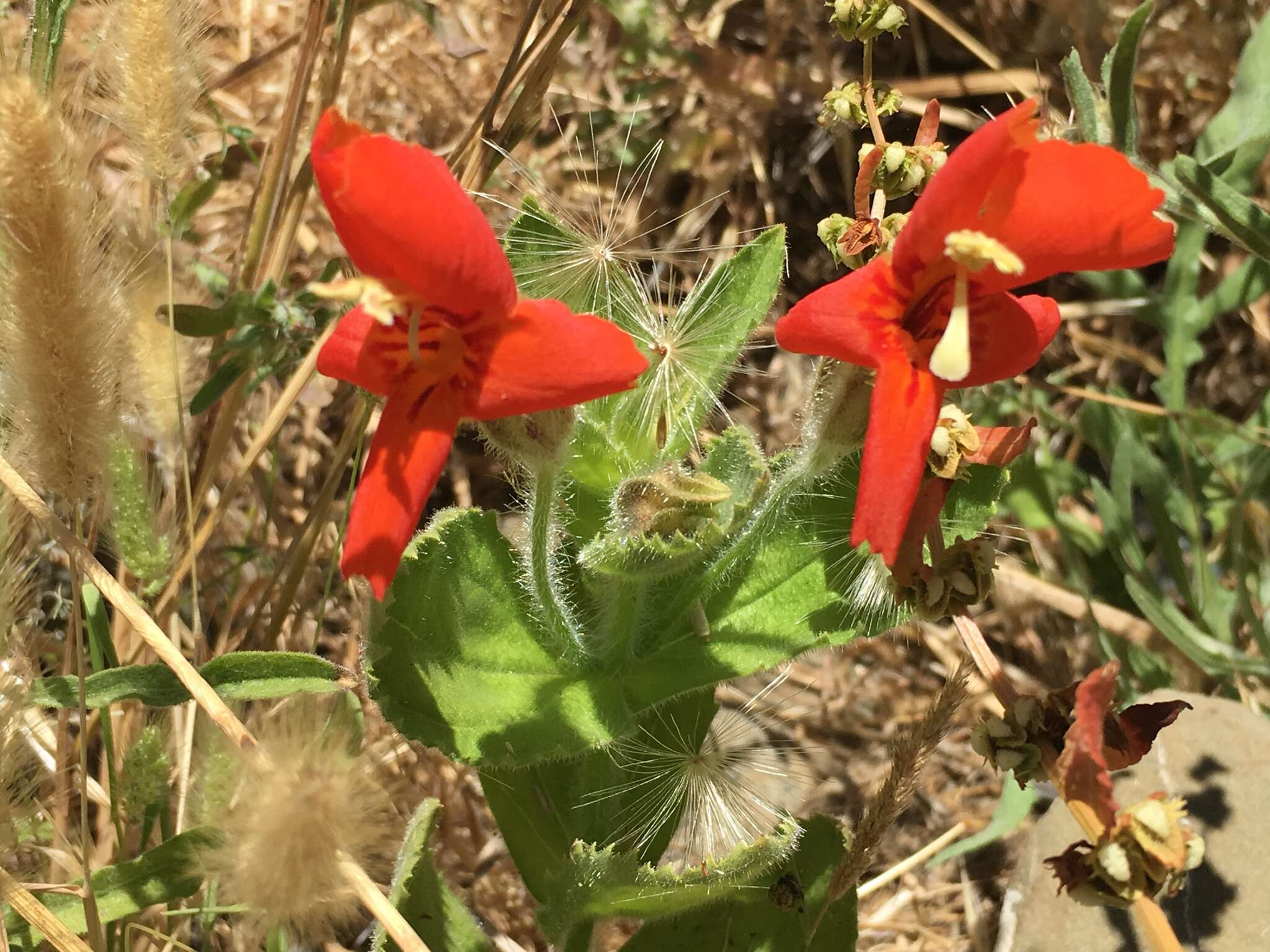 Image of Scarlet Monkey-Flower