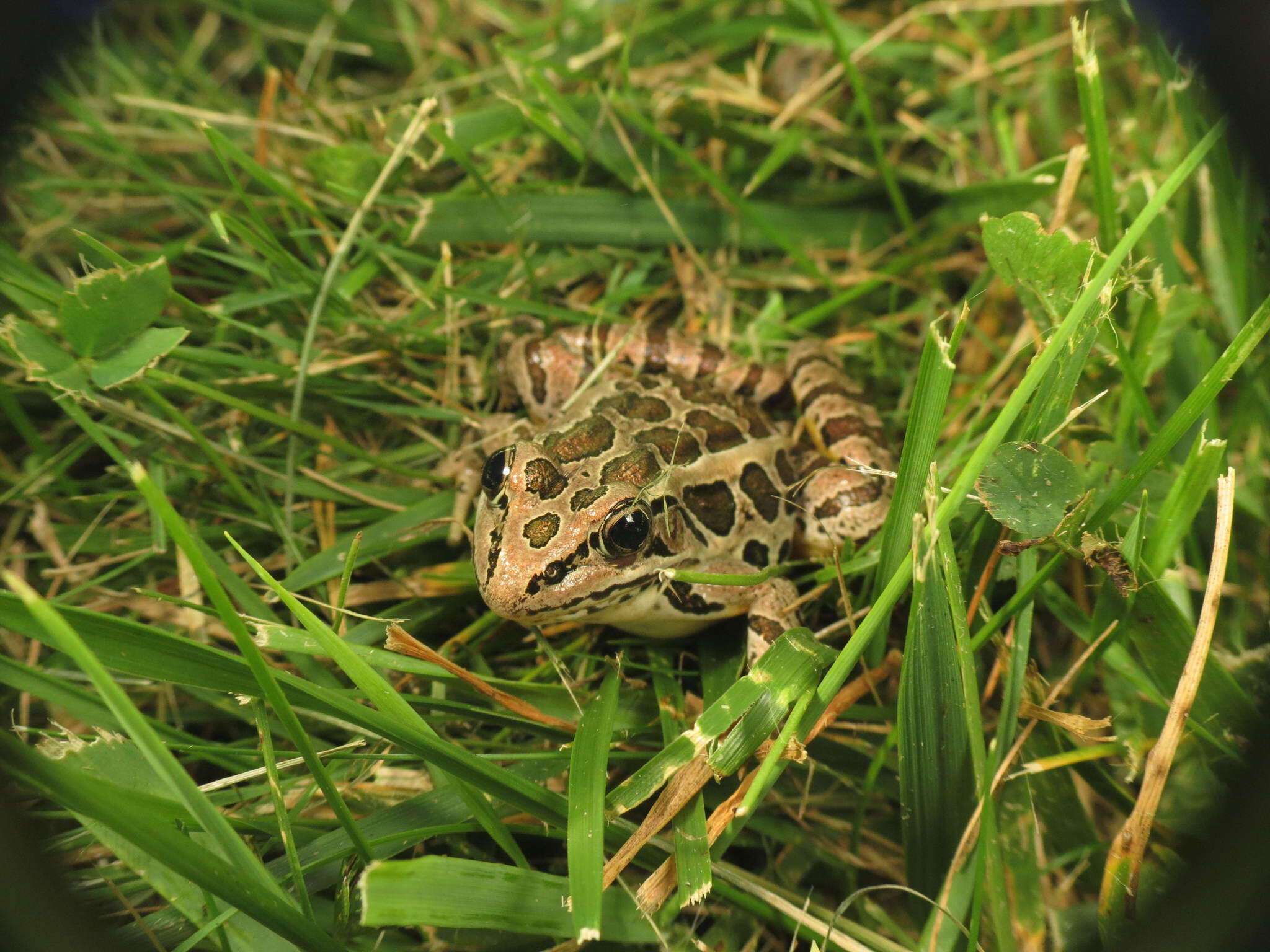 Image of Lithobates palustris (Le Conte 1825)