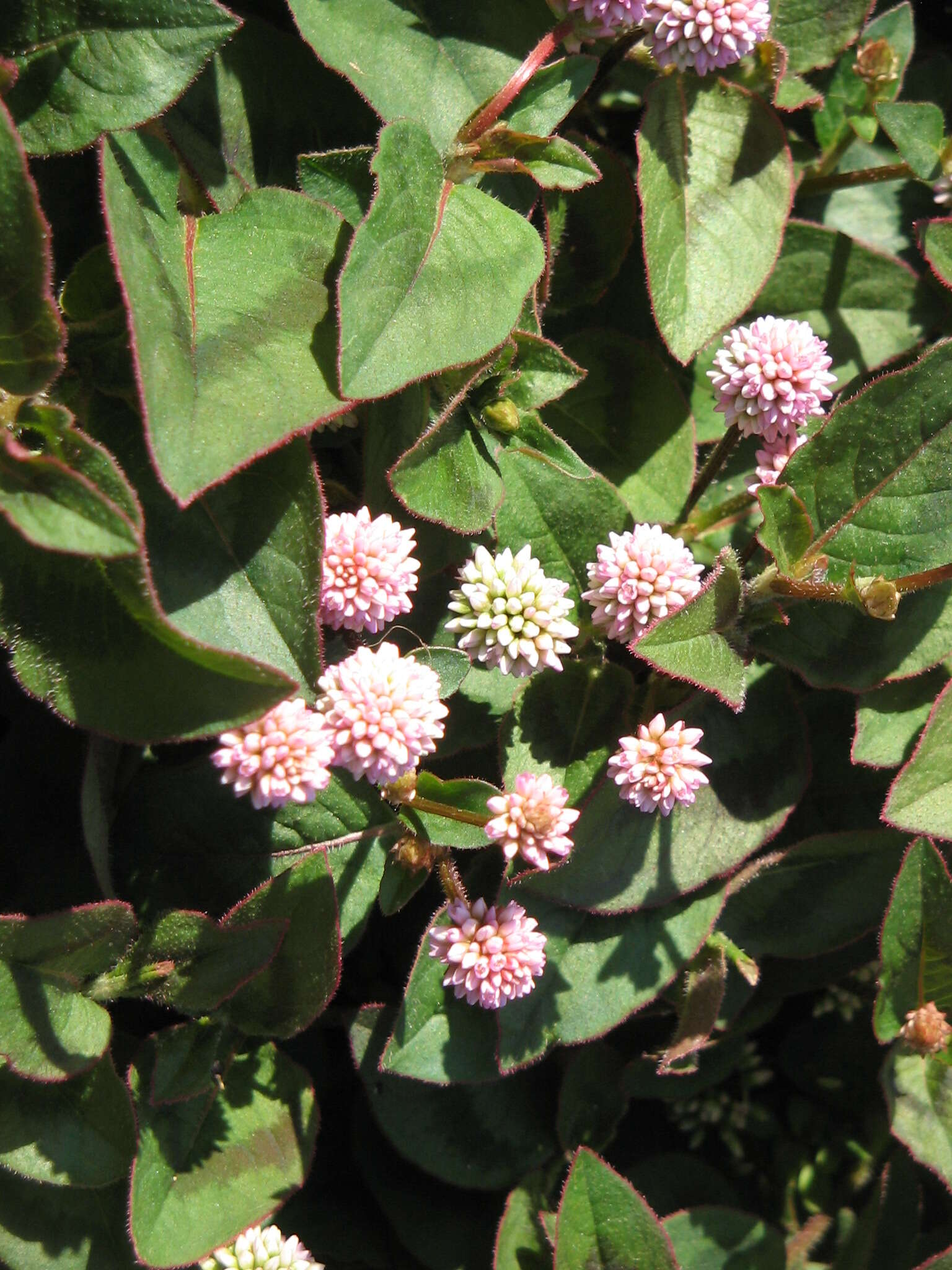 Imagem de Persicaria capitata (Buch.-Ham. ex D. Don) H. Gross