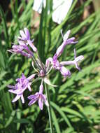 Tulbaghia violacea Harv. resmi