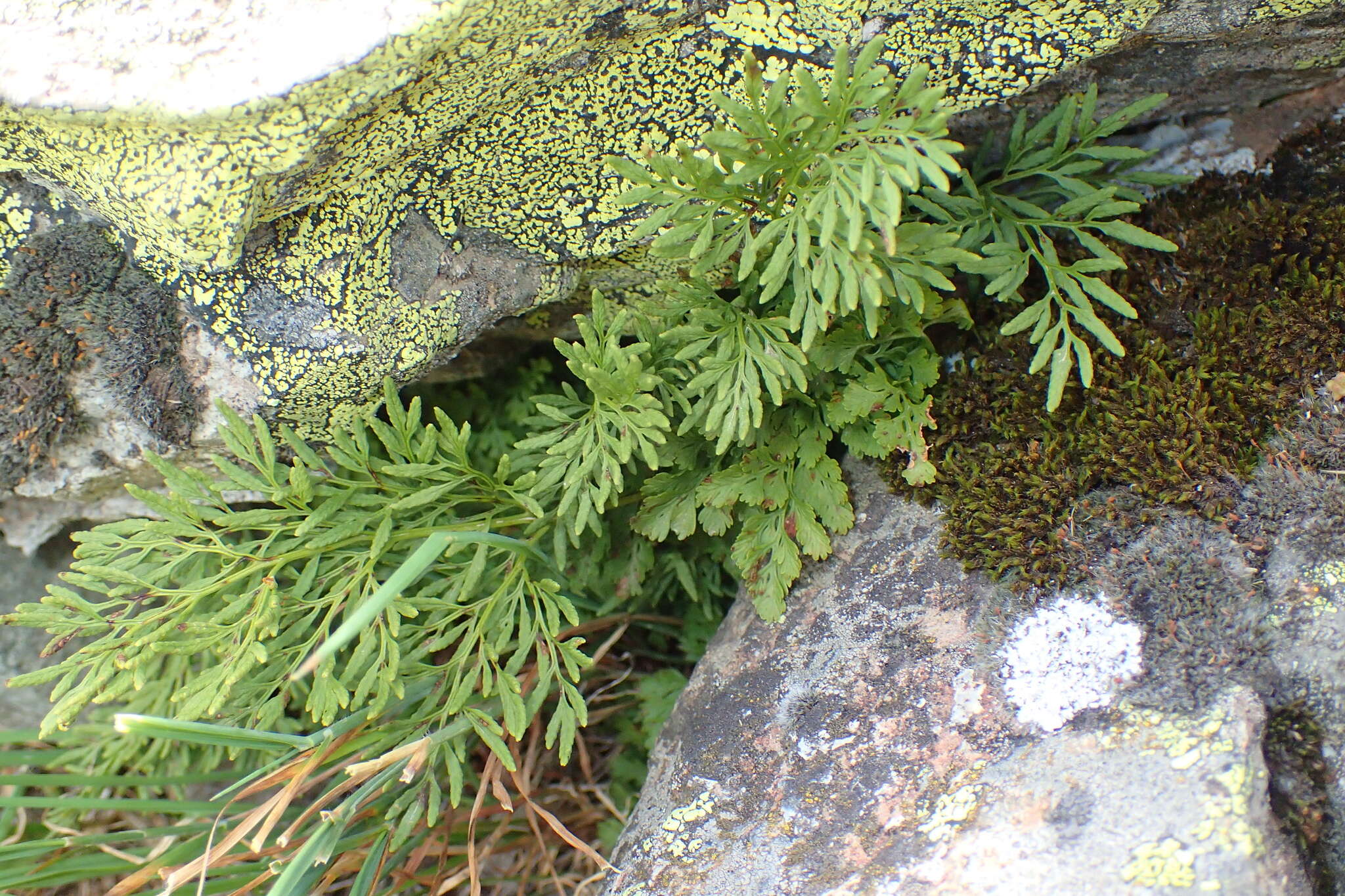 Image of parsley fern