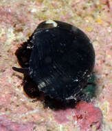 صورة Stomatella lintricula (A. Adams 1850)