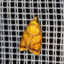 Image of Acleris bergmanniana Linnaeus 1758