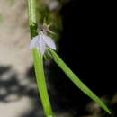 Plancia ëd Grammatotheca bergiana (Cham.) C. Presl