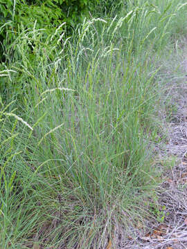 Image of Cocksfoot or Orchard Grass