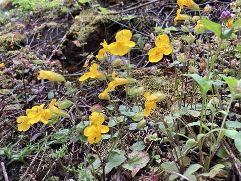 Sivun Erythranthe microphylla (Benth.) G. L. Nesom kuva