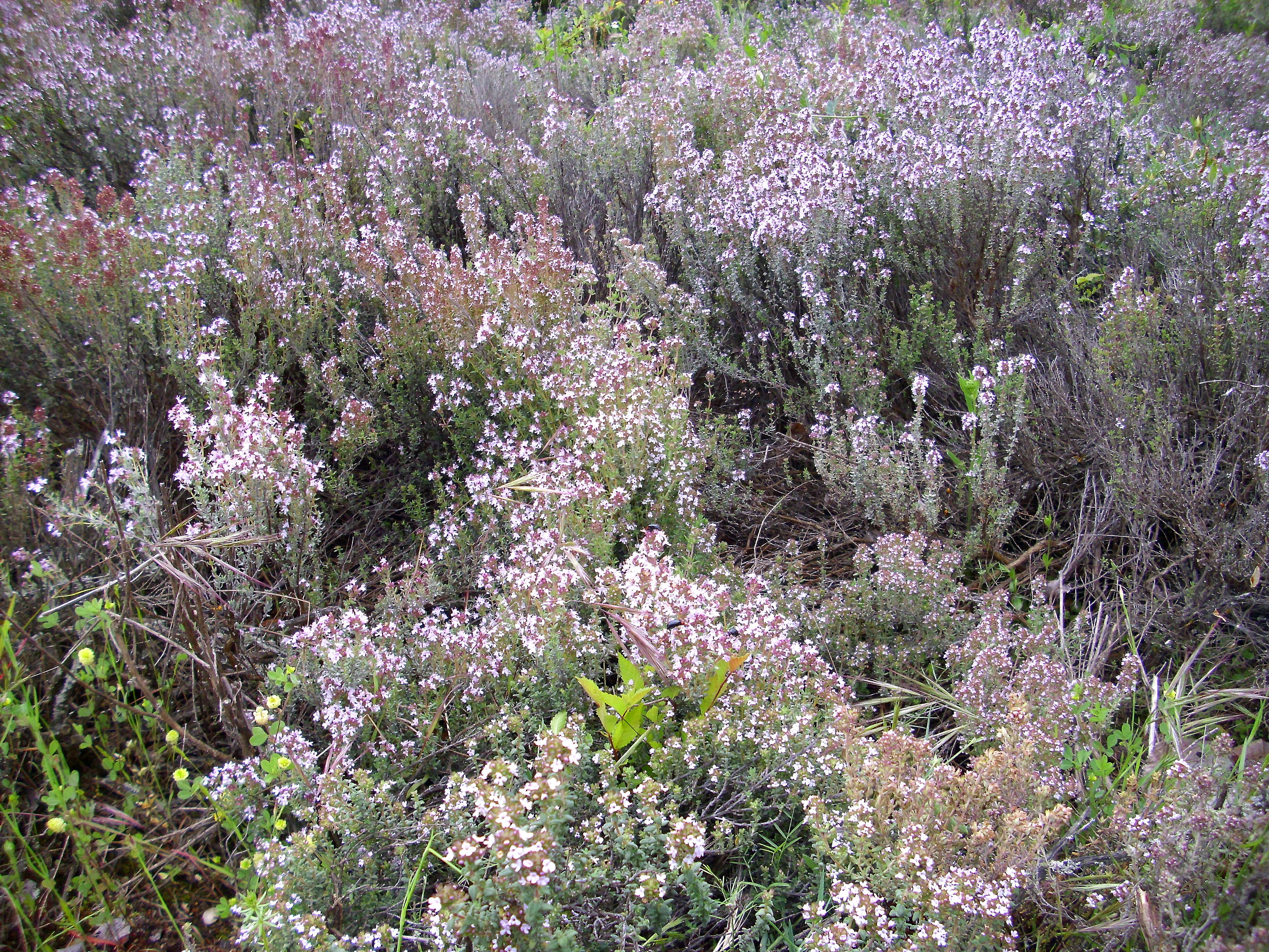 Image of Common Thyme