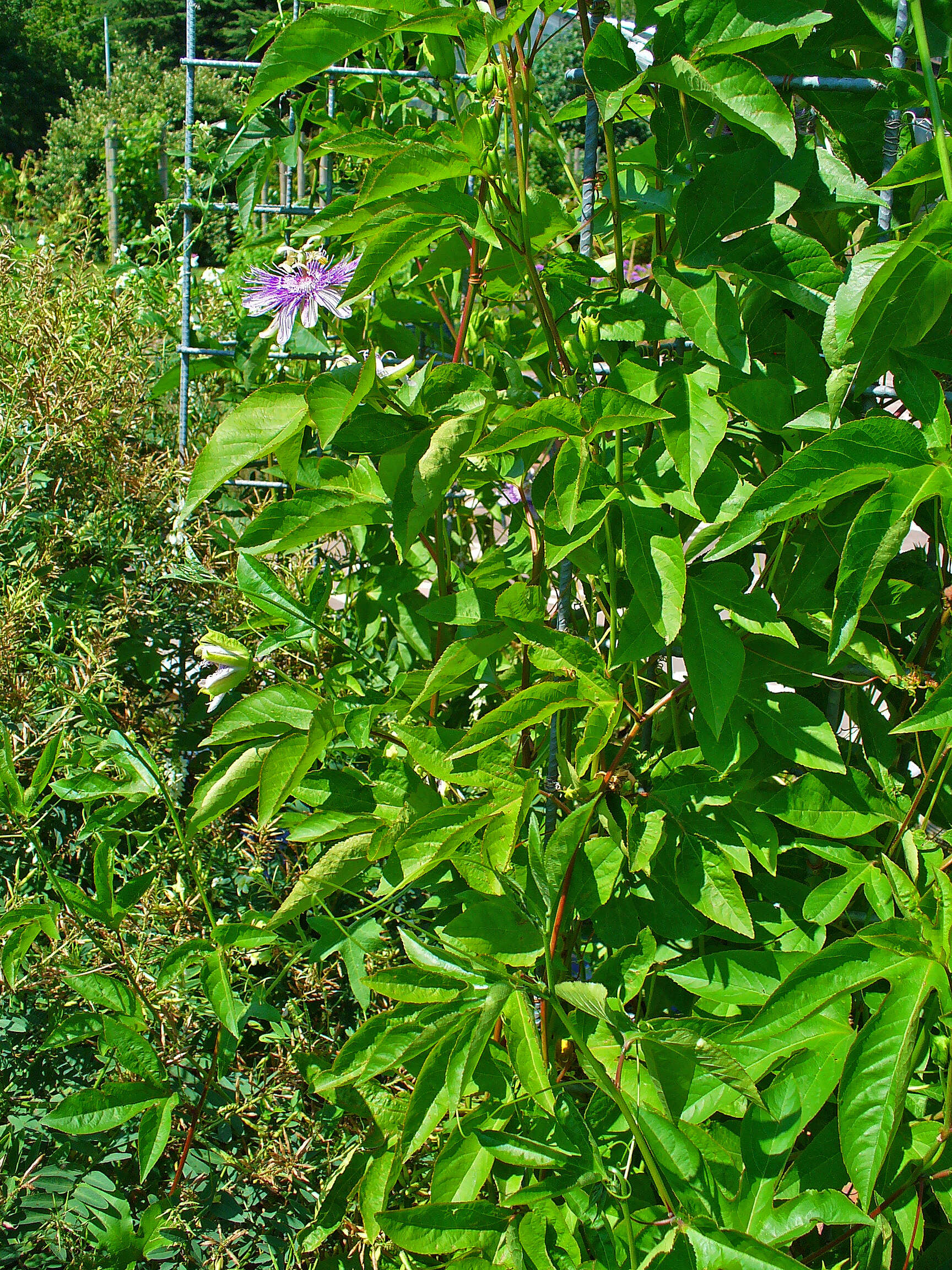 Image of Maypop