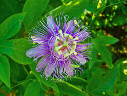 Image of Maypop