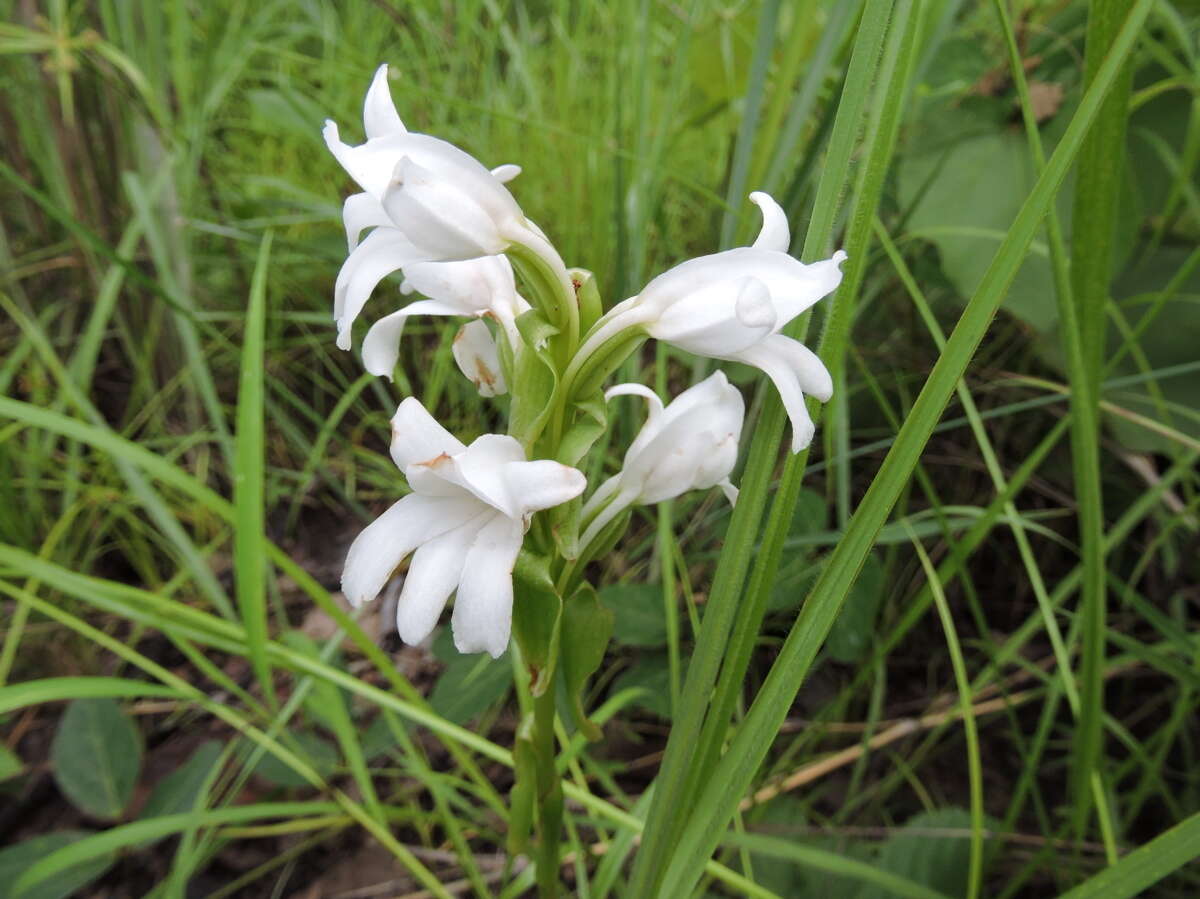 Image of Satyrium kitimboense Kraenzl.