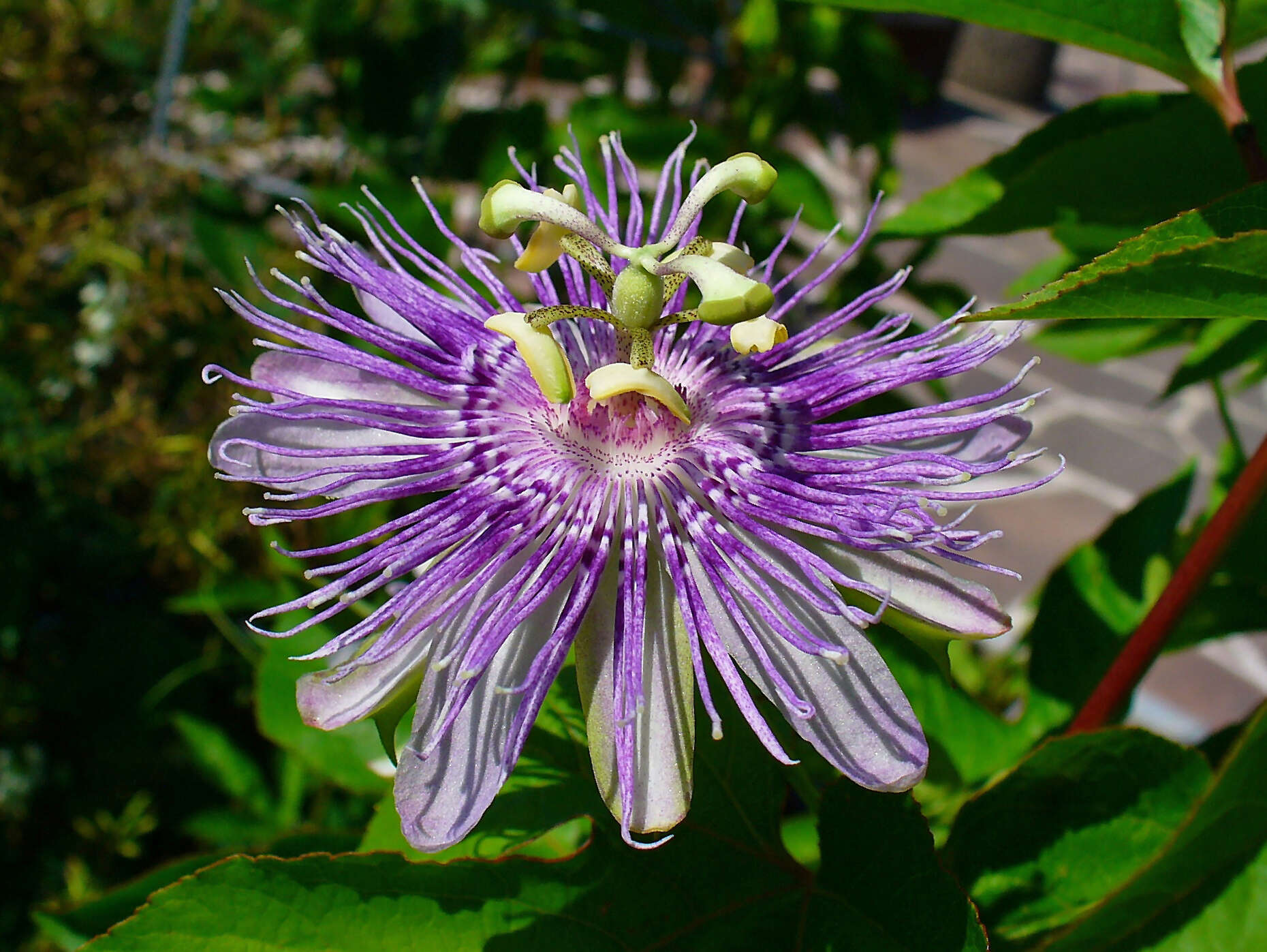 Plancia ëd Passiflora incarnata L.