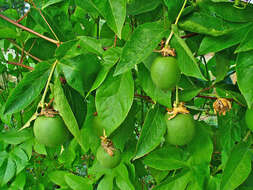 Image of Maypop