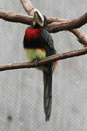 Image of Ivory-billed Aracari