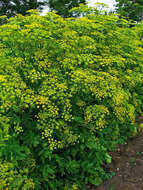 Image of wild parsnip