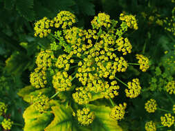 Image of wild parsnip