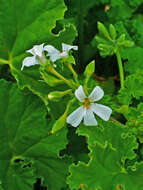 Imagem de Pelargonium odoratissimum (L.) L'Her.