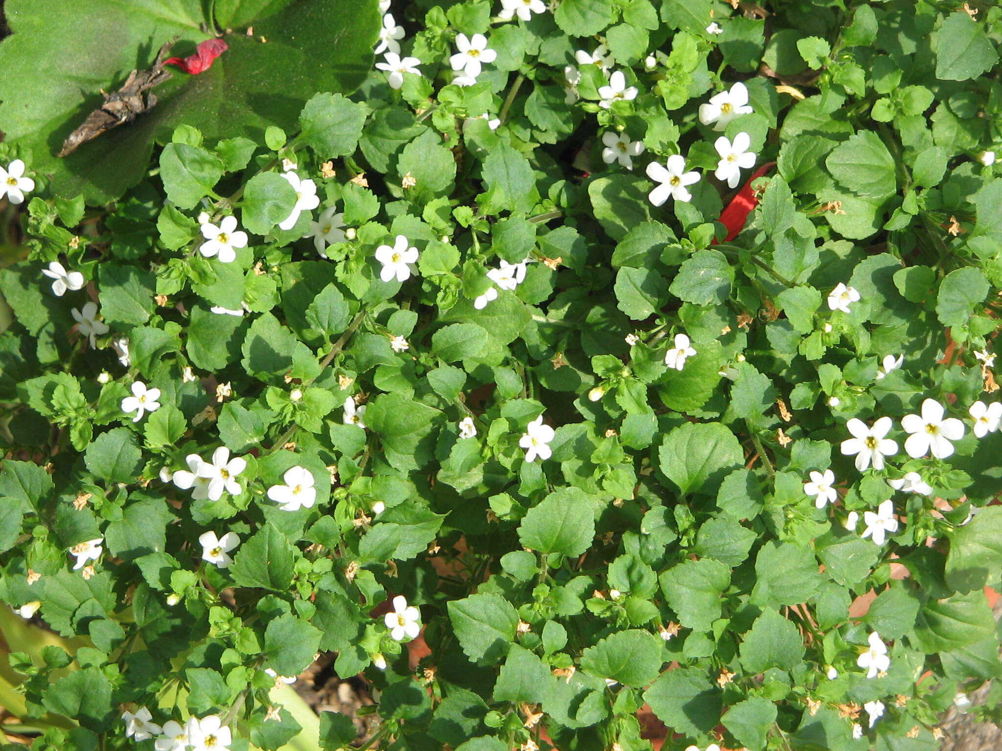 Image of Sutera cordata (Thunb.) Kuntze