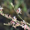 Image de Oenothera cinerea subsp. cinerea