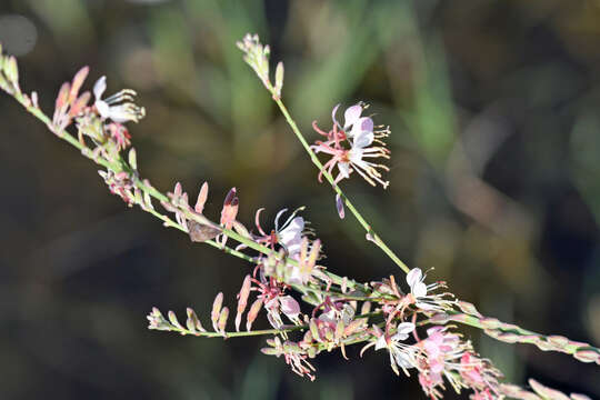 Imagem de Oenothera cinerea (Wooton & Standl.) W. L. Wagner & Hoch