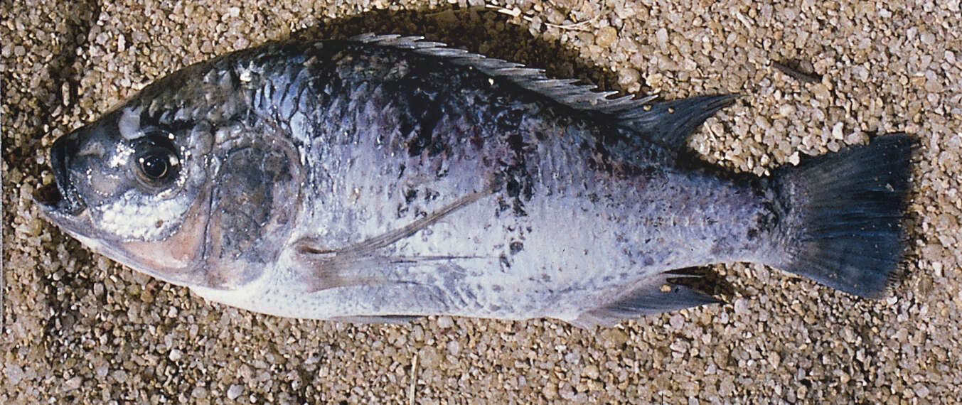 Image of something about fish