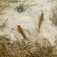 Image of Y-bar shrimp goby