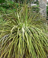 Image of Parry's beargrass