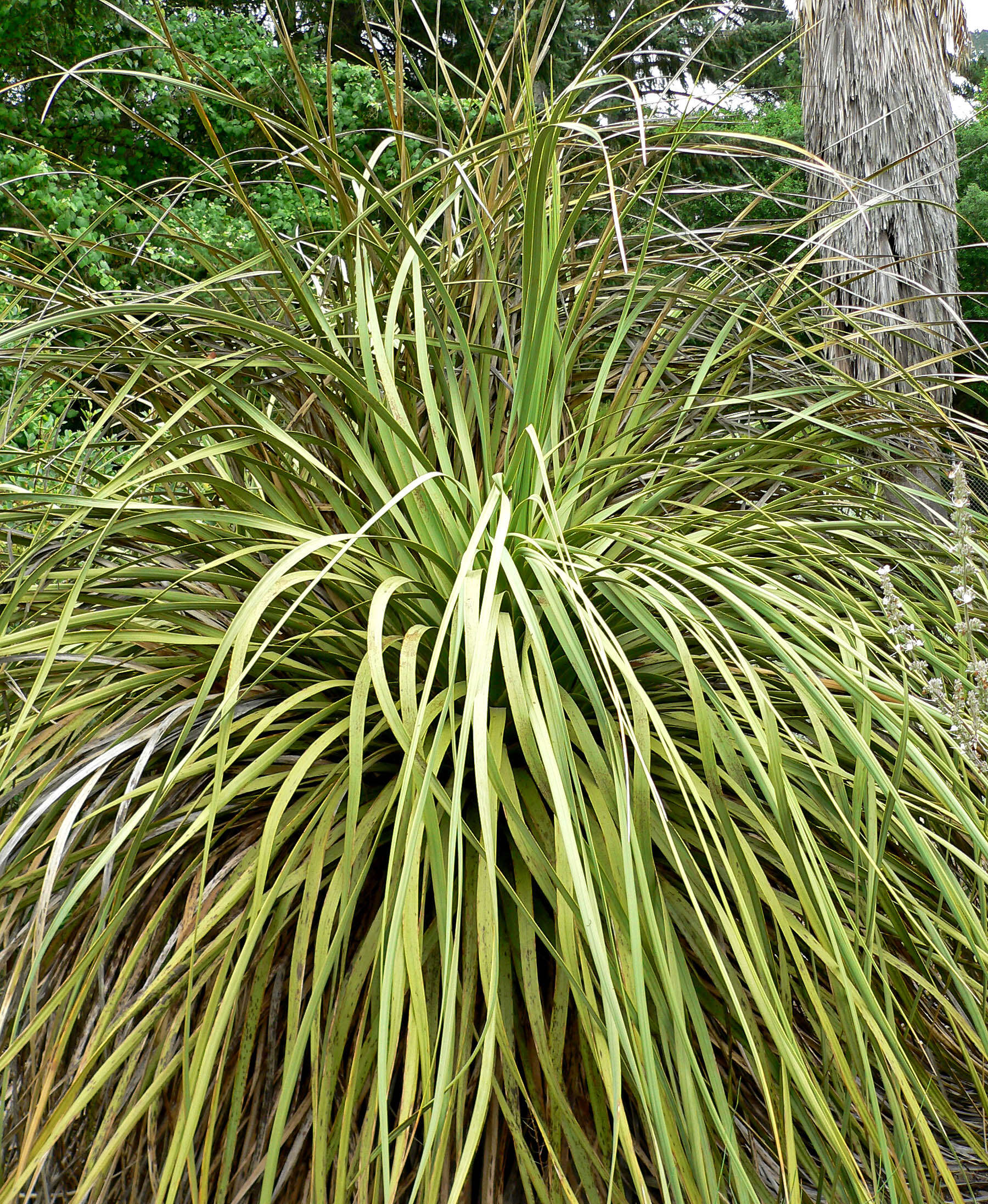 Image of Parry's beargrass